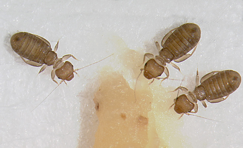 Lice vs Bed Bugs http://www.pestfreesydney.com.au/information/book ...